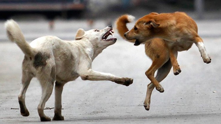 stray dog attack neyyatinkara
