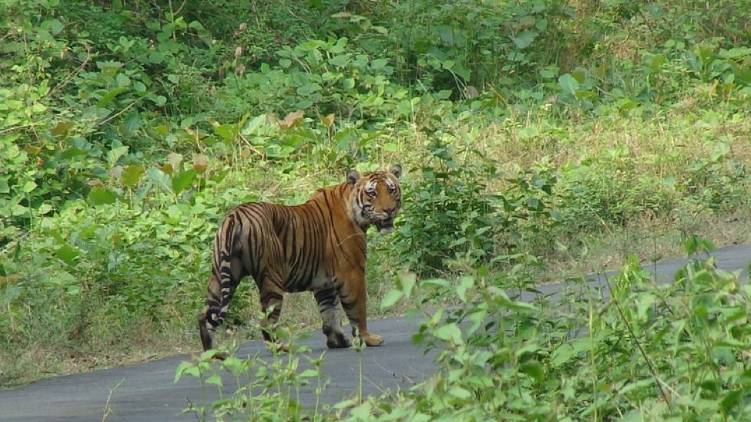don't kill nilgiri tiger madras HC