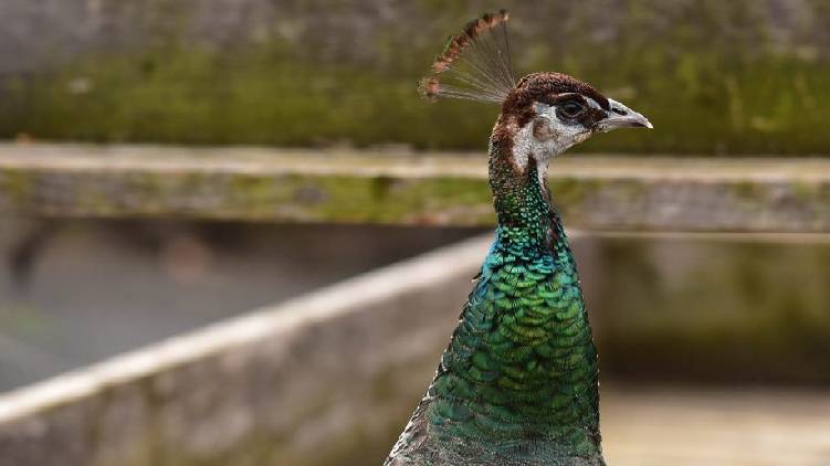 two peacock killed thrissur