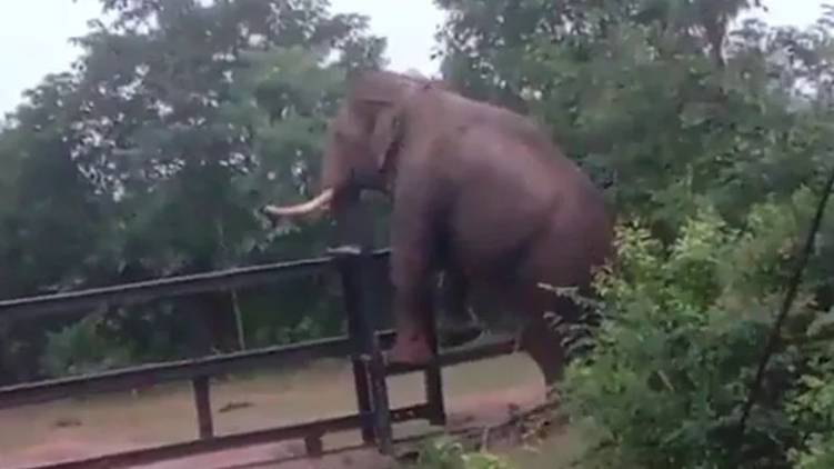 Elephant Climbs Over Fence Viral Video