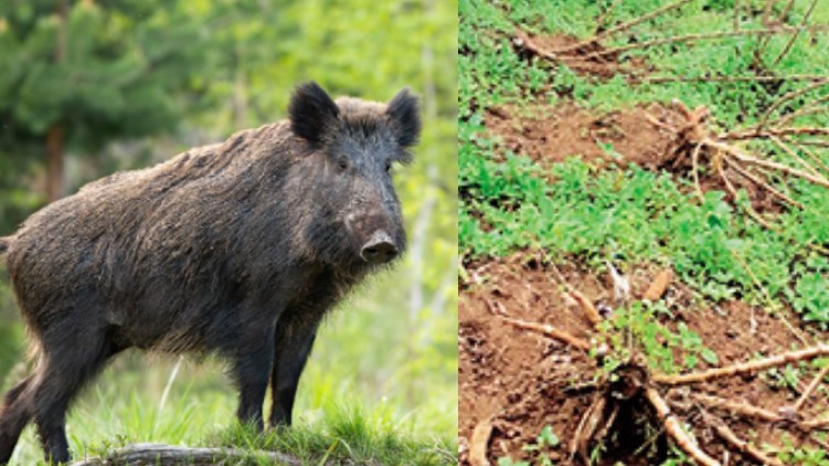 wild boar attack