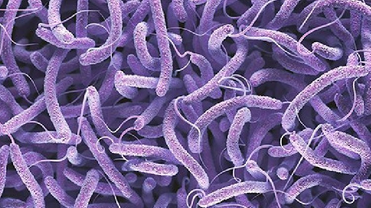 cholera