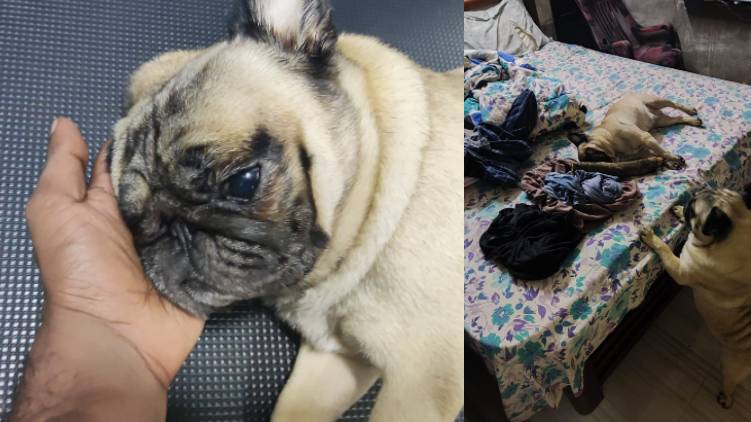 chengamanad police killed dog