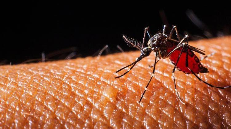 dengue grips delhi