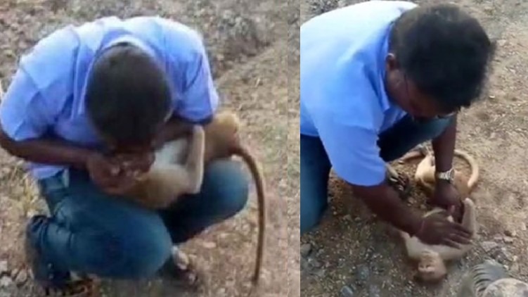 man resuscitates wounded monkey