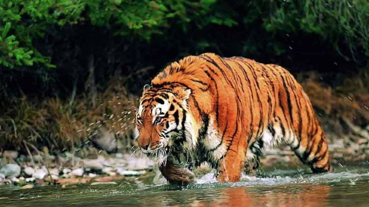 bengal tiger spotted buxa