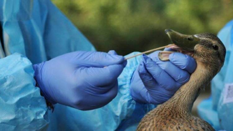 duck farmers compensation 24 impact