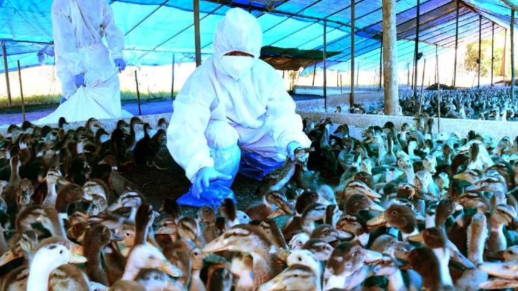 farmers didnt get compensation bird flu