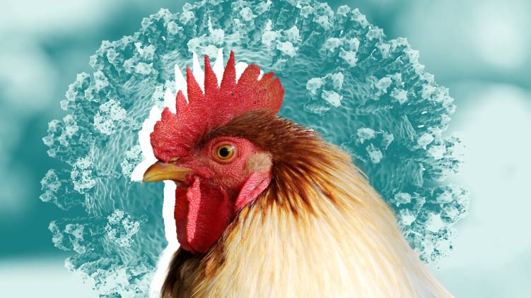 kottayam reports bird flu