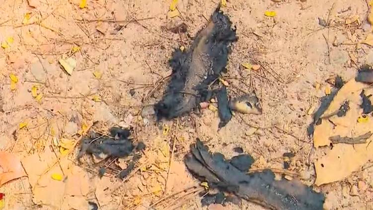 kozhikode man sets woman on fire