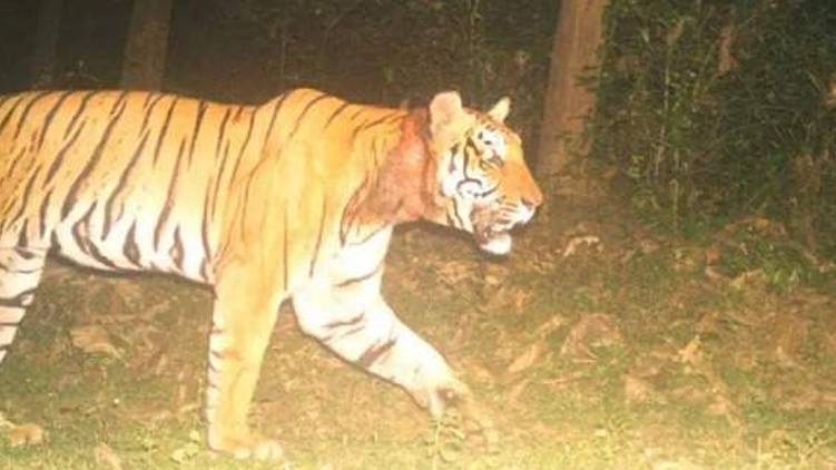 kurukkanmoola tiger located