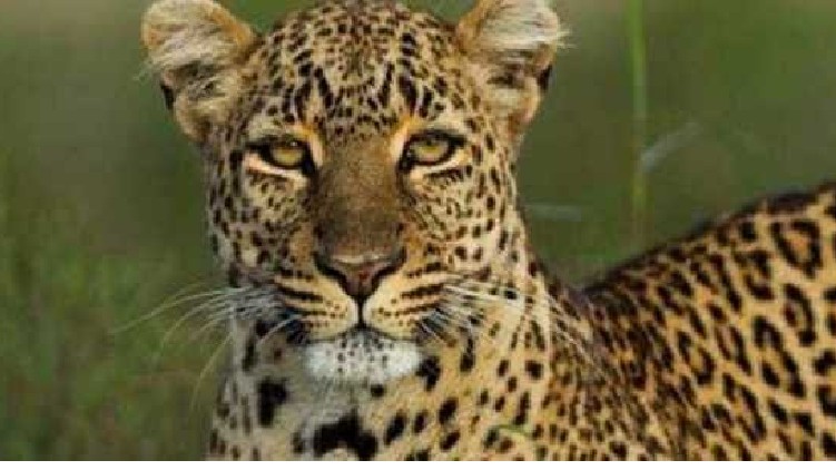 leopard spotted at mannarkadu