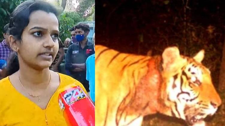 tiger spotted at payyamballi