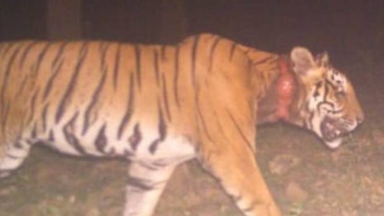 wayanad kurukkanmoola tiger
