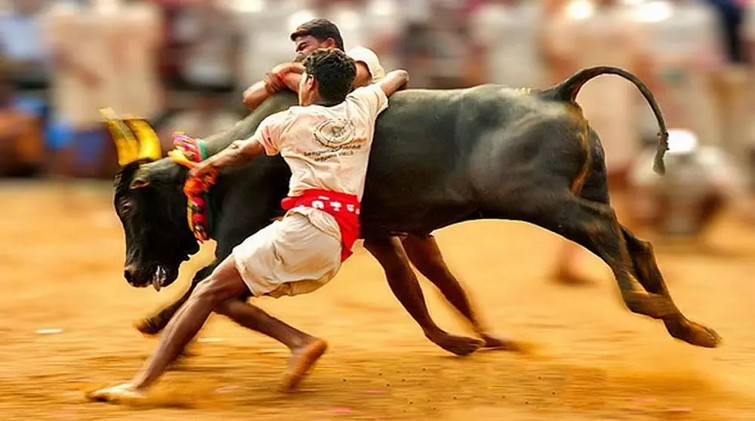 court-says-jallikattu-is-not-illegal