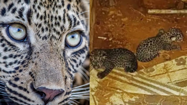 leopard hunting