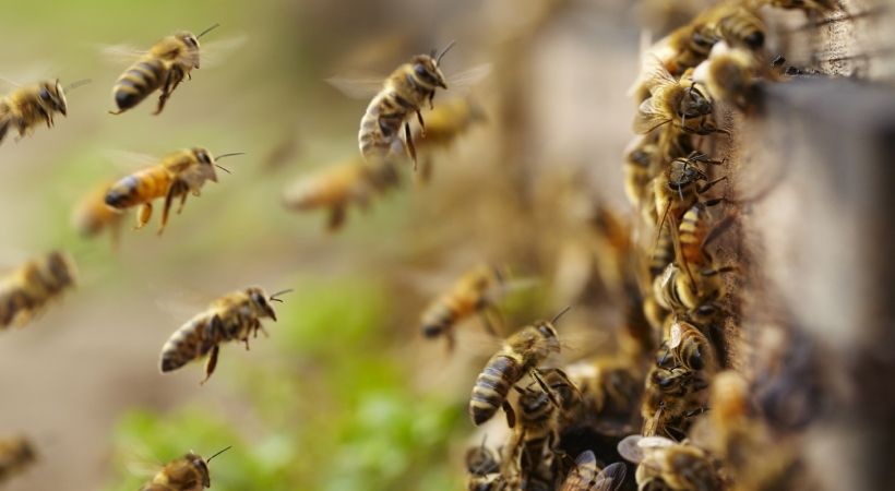honey bee attack