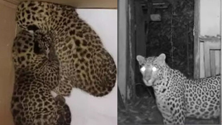 leopard