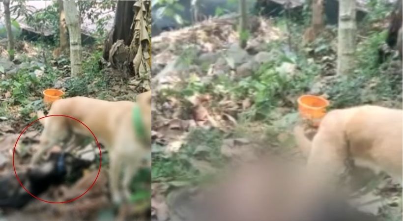 cruelty to dog