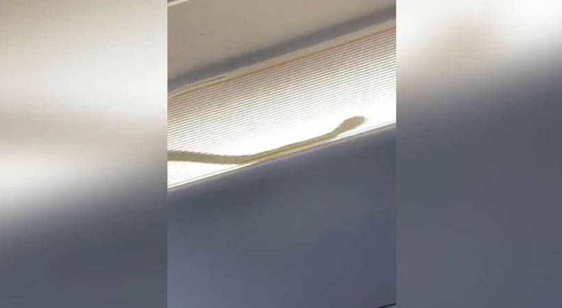 air asia snake