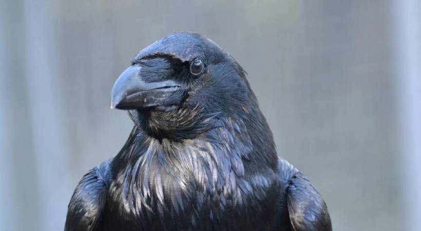 malappuram olinkara crow threat