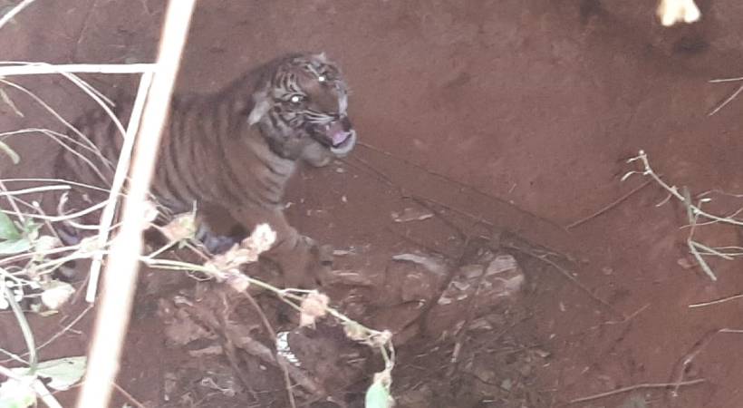 wayanad tiger cub fell into well