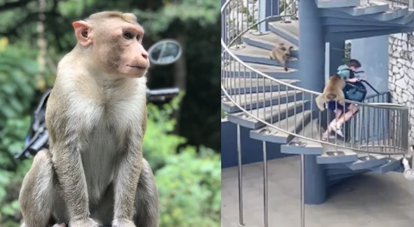 monkey angry with tourists