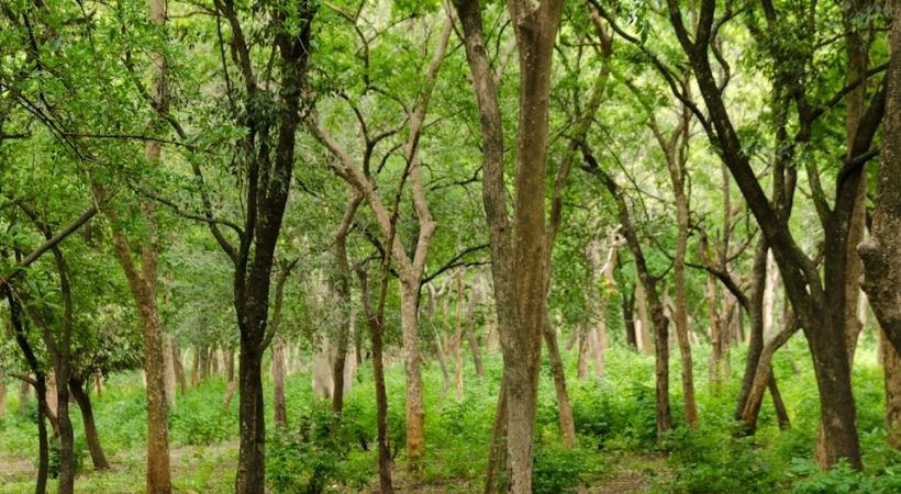 marayur sandal tree selling