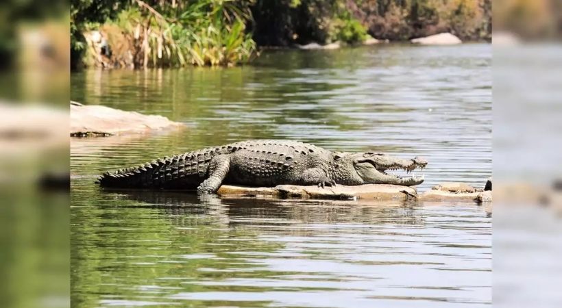 crocodiles death in Kota