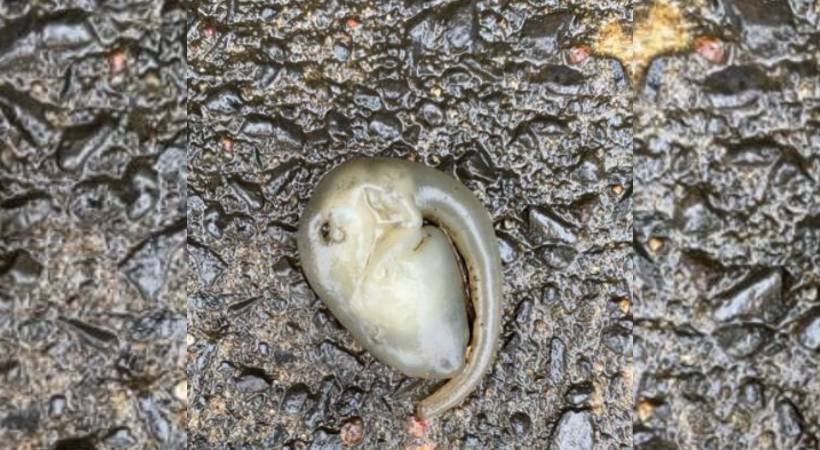 bizzare creature found australia