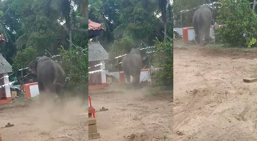 cheranallur elephant attack