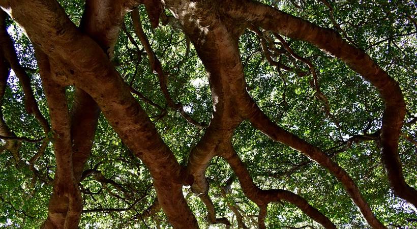 kunnamkulam decided to chop 54 trees