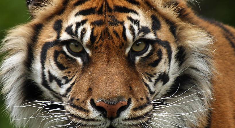 tiger