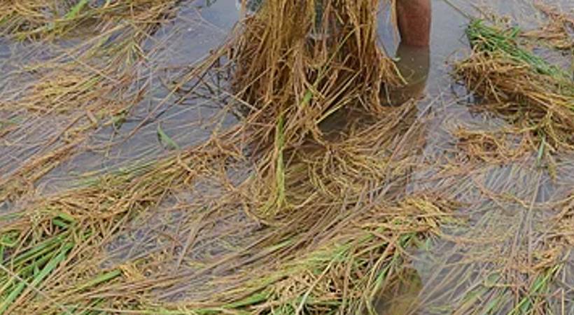 600 acre farmland destroyed alappuzha