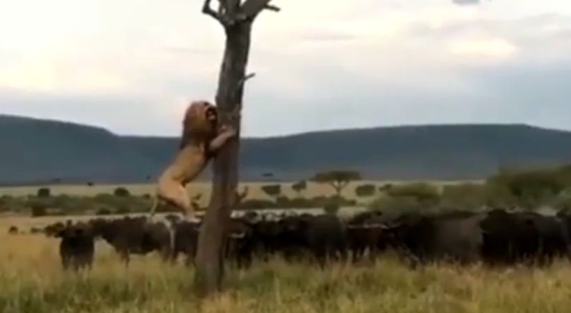 lion climbing tree save from a bunch of buffalo