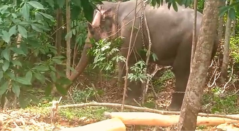 elephant killed man thiruvananthapuram