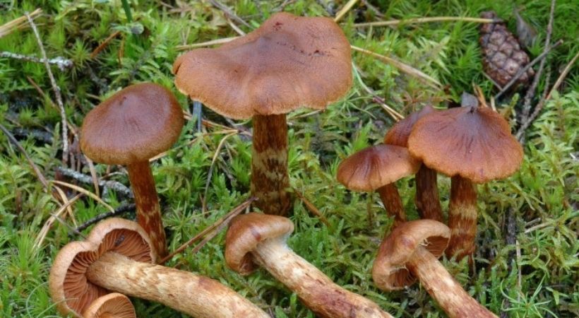 mushrooms