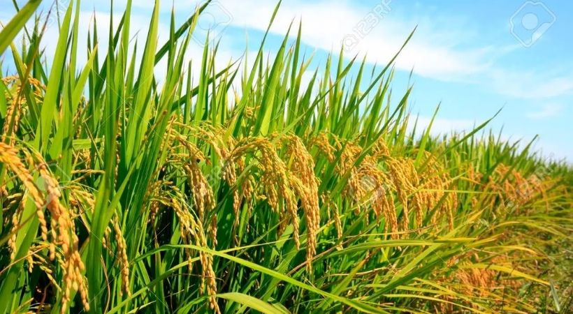 Govt launches insurance scheme for paddy farmers