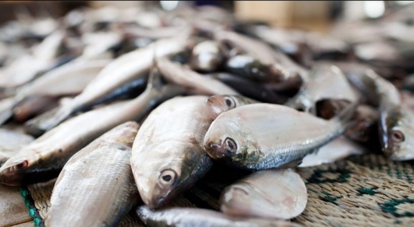 operation malsya over 3000 kg fish caught and destroyed