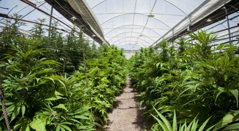 Cannabis can be sold in entertainment sector New Jersey