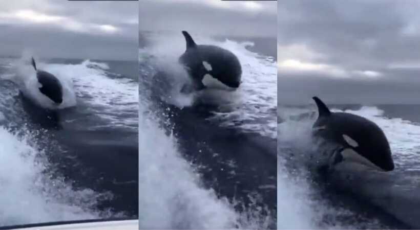 Killer Whale Tries To Catch Up To Speedboat