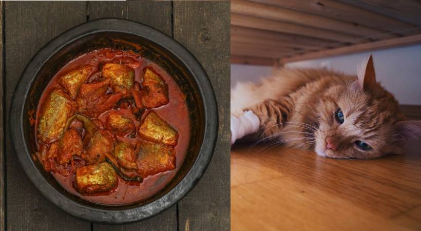cat dead after eating fish health minister orders action