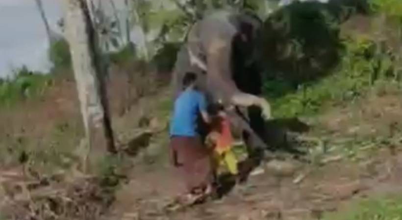 elephent