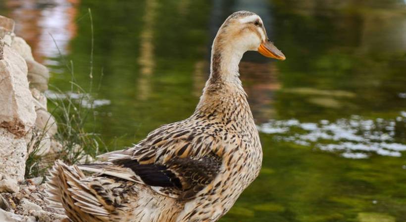 pathanamthitta ducks die