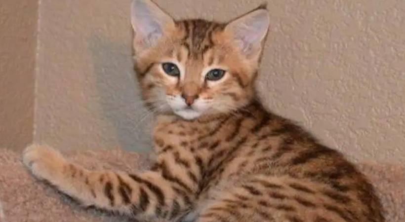 pet cat