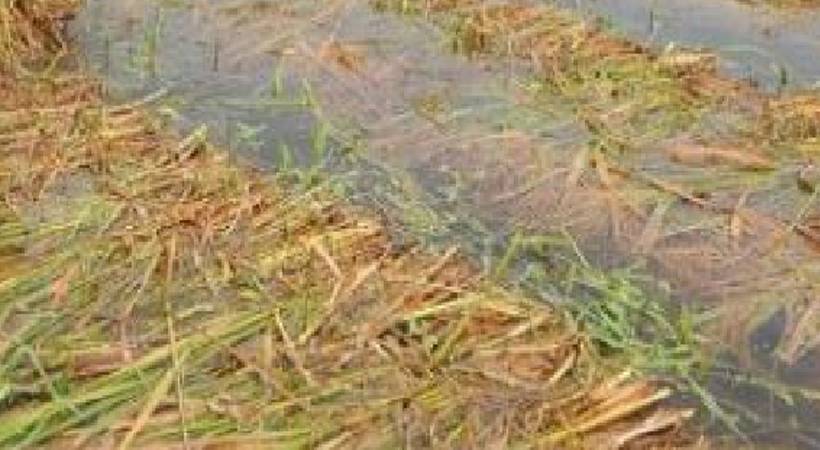 thrissur paddy field rain loss