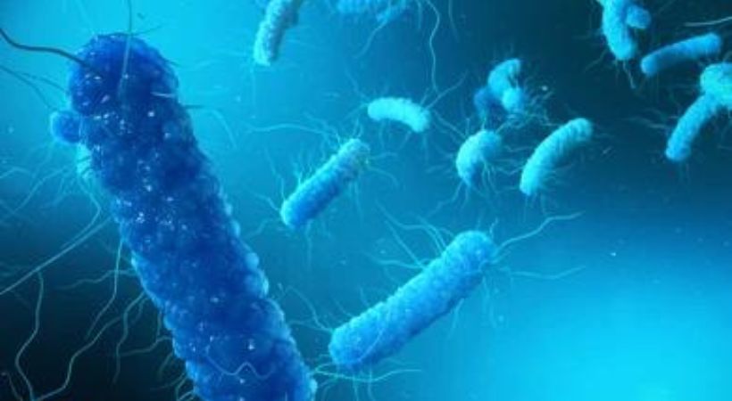 shigella reported in malappuram