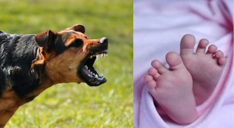 baby boy dead body bitten by dog