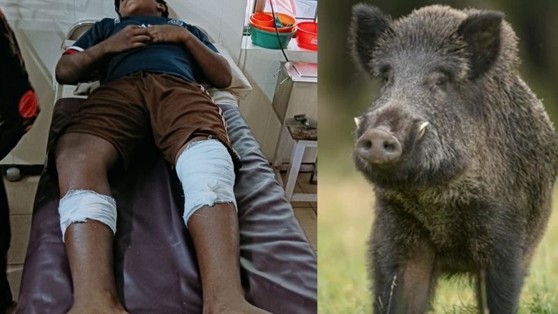 Wild boar attack on student
