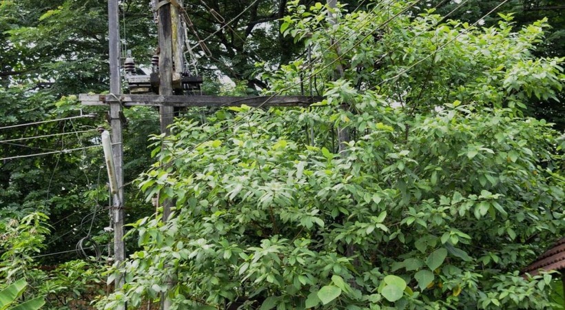 leaning tree branches on power lines should be removed; kseb